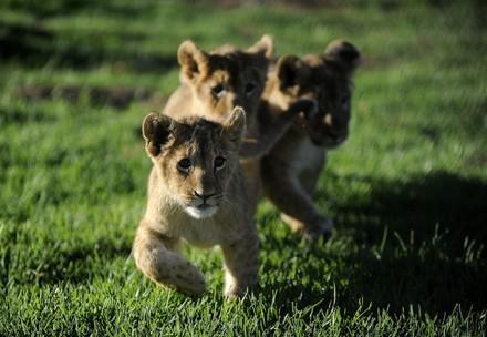 Cuddling Kills: FOUR PAWS Warns Tourists to Avoid Cruel Lion Petting Farms 