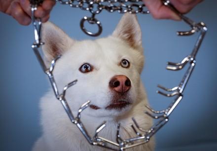 Stachelhalsbänder verursachen bei Hunden Schmerzen und Stress. (c) VIER PFOTEN 