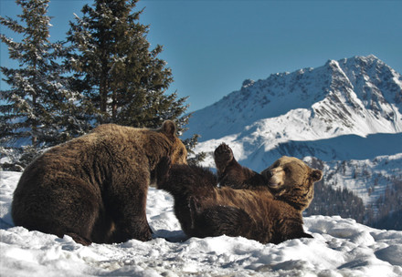 Twee beren in de sneeuw