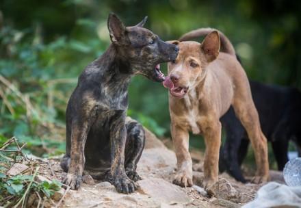 Streunerhunde in Thailand