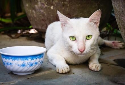 Meow a échappé au commerce de viande d'animaux en Asie