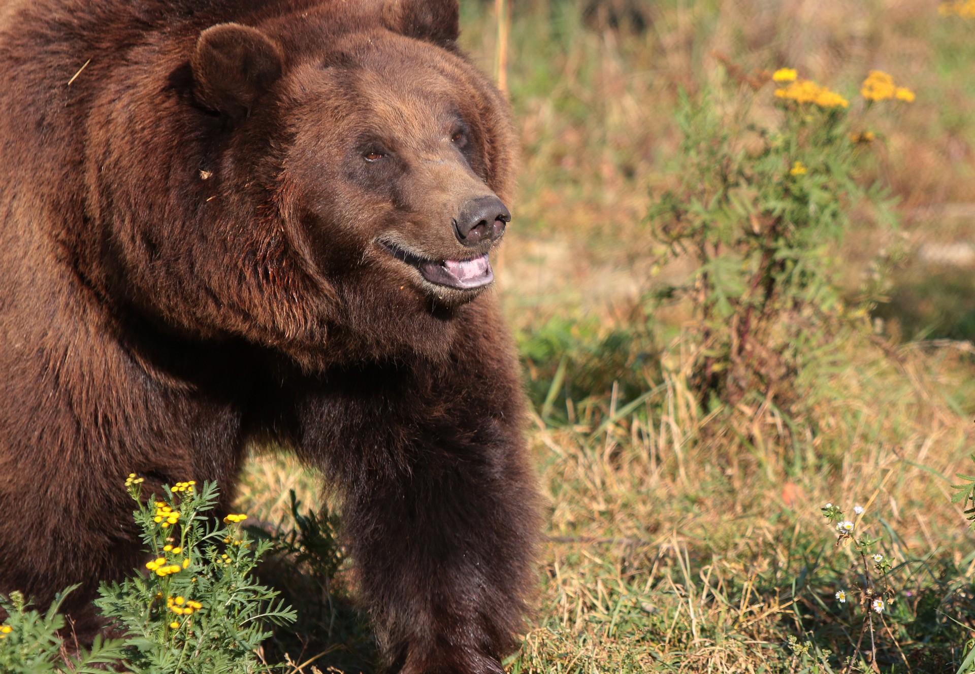 Happy smiling brown bear