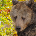 Brown bears light coloured face. In the background yellow, green, brown coloured leaves.