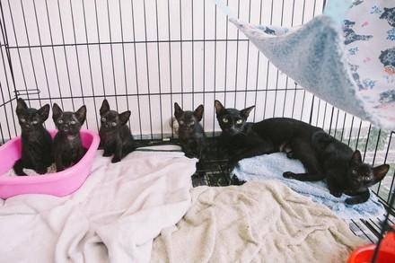 Une famille de chats noirs échappe au trafic de viande de chat
