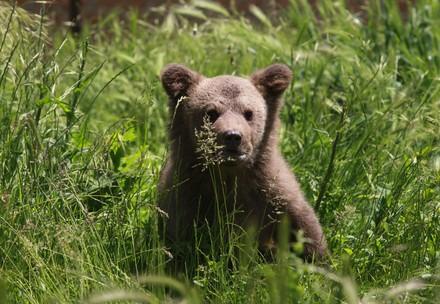 Bear cub in BEAR SANCTUARY Prishtina