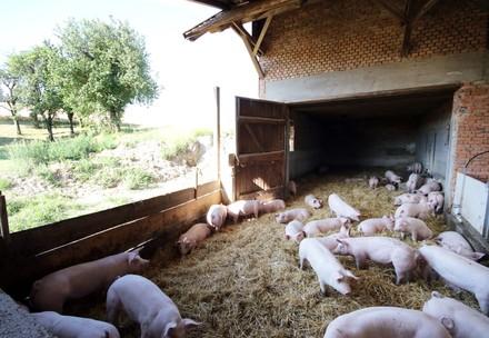 Schweine im offenen Stall mit viel Stroh