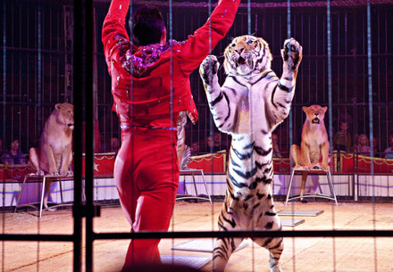 Zirkusdompteur und Tiger bei einer Show