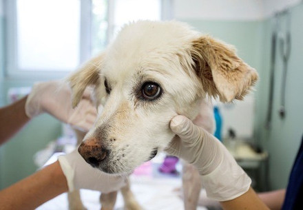 Lors de la première visite au cabinet vétérinaire, il faut si possible éviter les traitements douloureux ou les vaccins. 