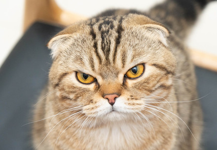Scottish Fold Katze mit Qualzuchtmerkmalen
