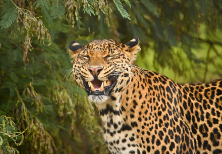 rescued leopard Bakari