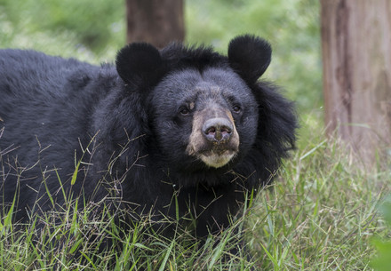 Asiatic black bear at BEAR SANCTUARY Ninh Binh