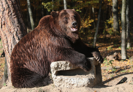 Bear Potap at BEAR SANCTUARY Domazhyr
