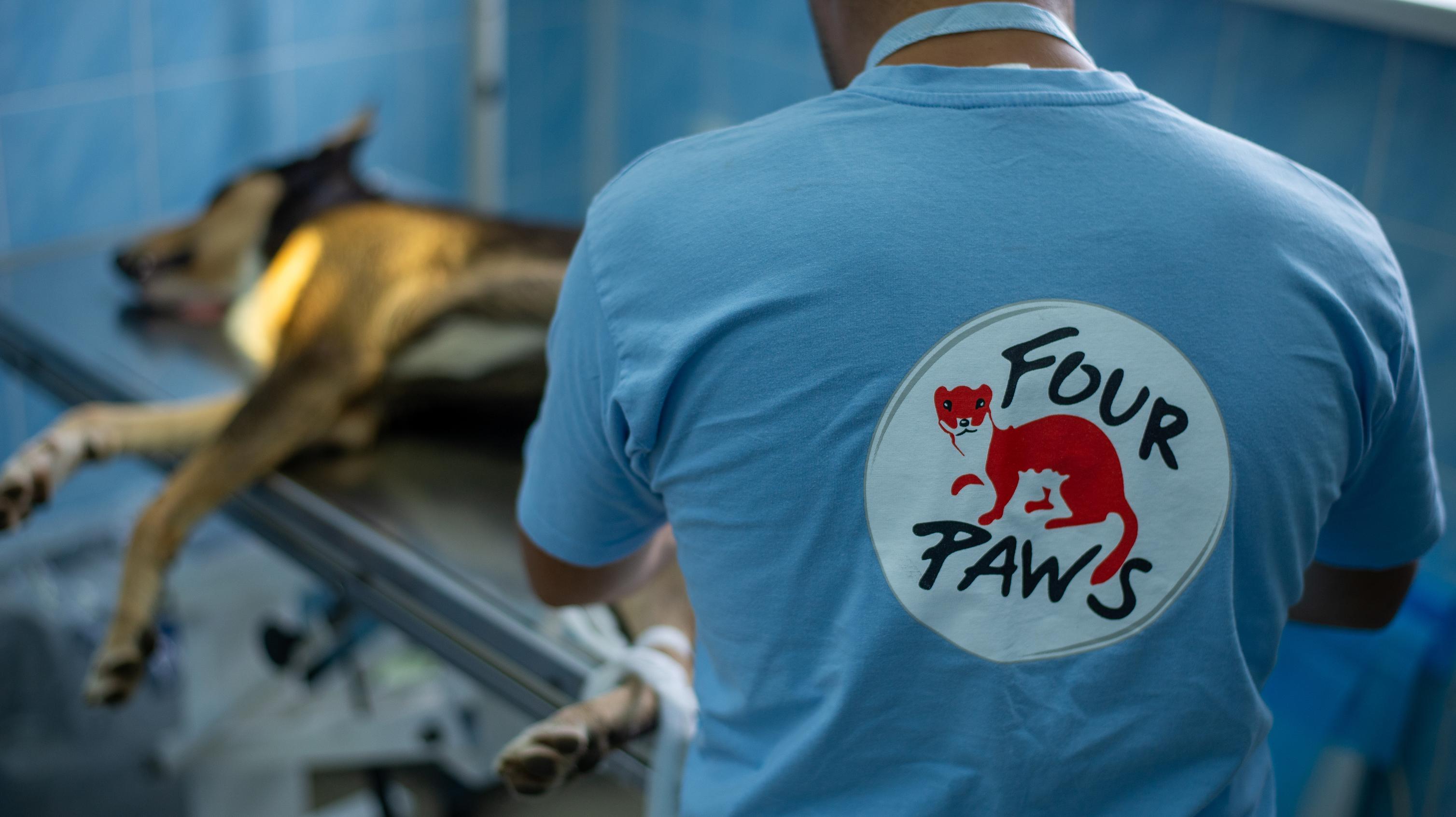 Hope for a Better Tomorrow for Strays - FOUR PAWS International - Animal  Welfare Organisation