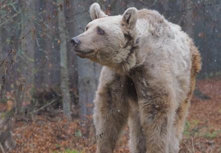 Bear Tom and the first snow at BEAR SANCTUARY Arbesbach
