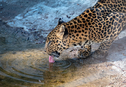 Leopard Bakari