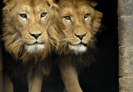 Lions Ivan and Cornel