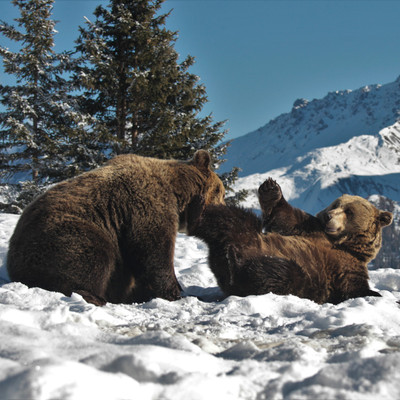 Two brown bears playing in snow