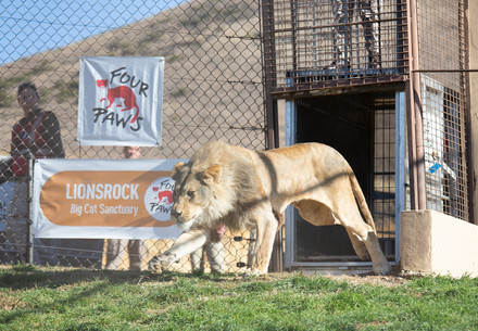 Geschafft: Einer der fünf Löwen verlässt den Transportkäfig und kann nun ein artgemäßes Leben in der VIER PFOTEN Großkatzenstation LIONSROCK führen.