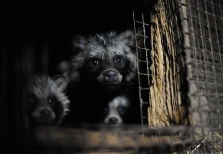 Three raccoon dogs in a cage