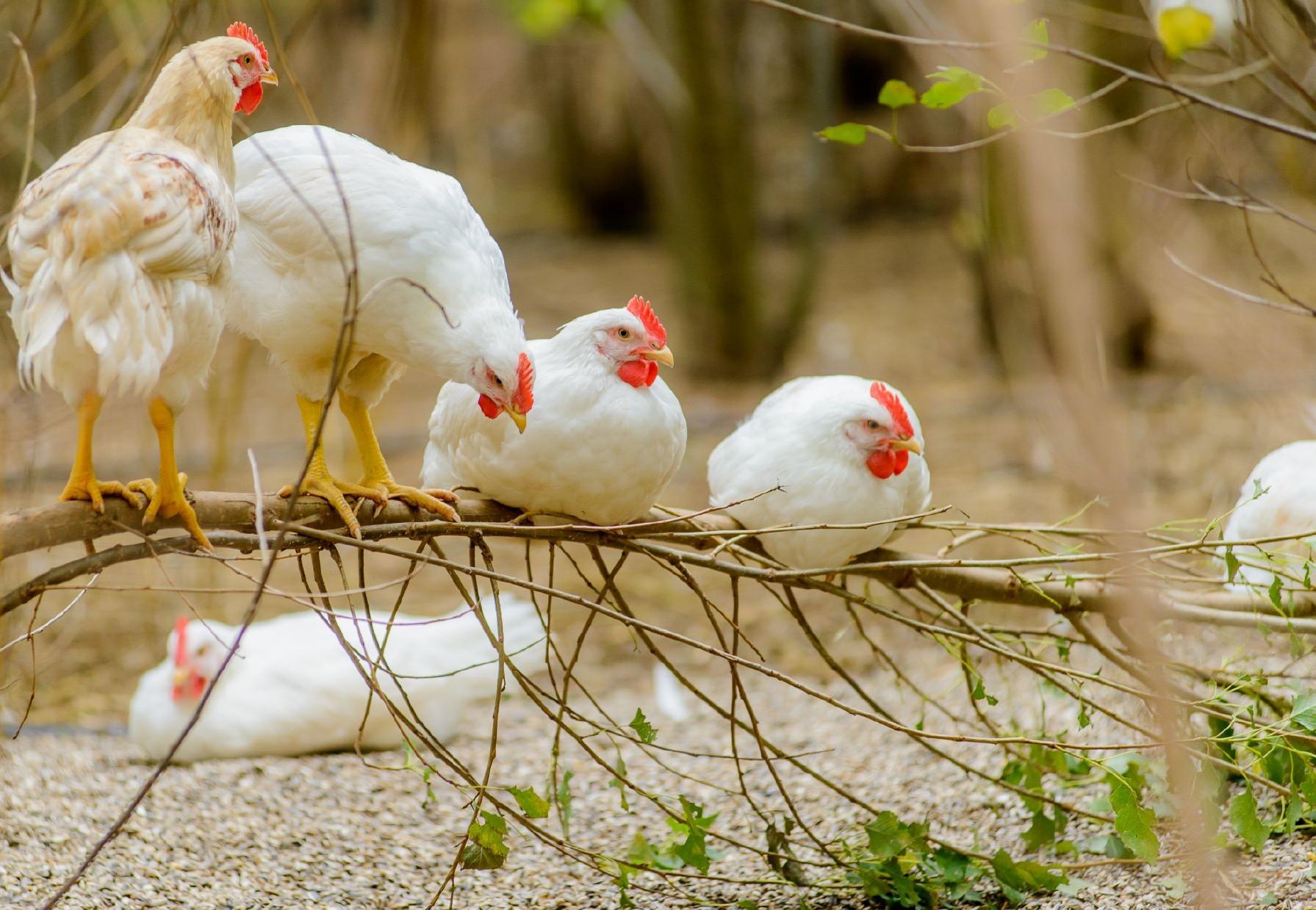 Life Expectancy of Chickens - FOUR PAWS International - Animal Welfare  Organisation