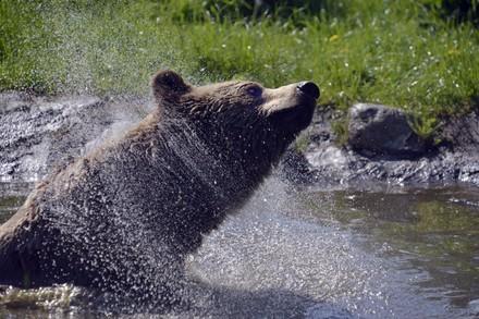Brown bear in pond
