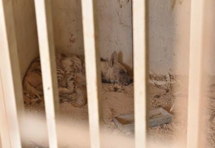 Hyäne liegt im Käfig