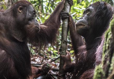 Orangutans Amalia and Eska