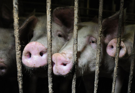 Schweine hinter Gitterstäben