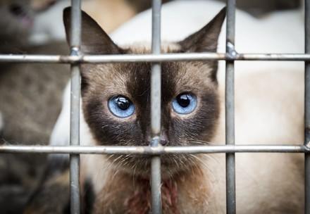 Katze in Käfig in Vietnam