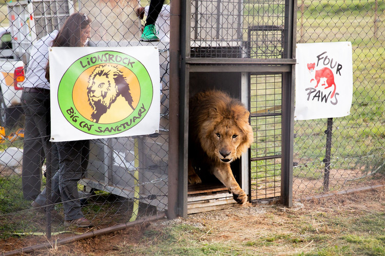 A lion being released into his enclosure at LIONSROCK