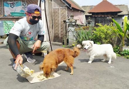 VIER PFOTEN Mitarbeiter füttern Hunde auf Bali