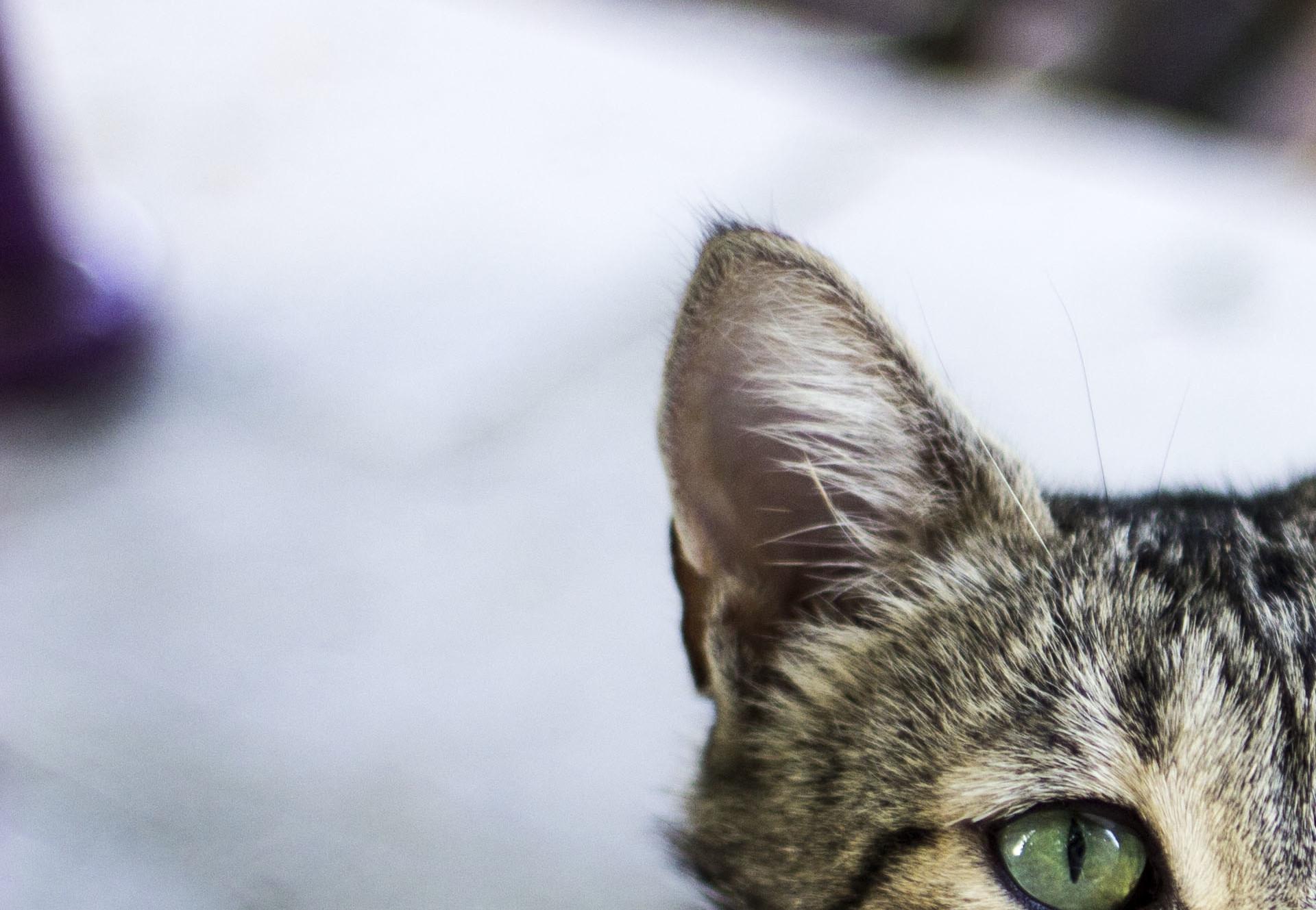 10 Facts about Cats - Animal Charity - Animal Welfare Organisation - FOUR  PAWS UK