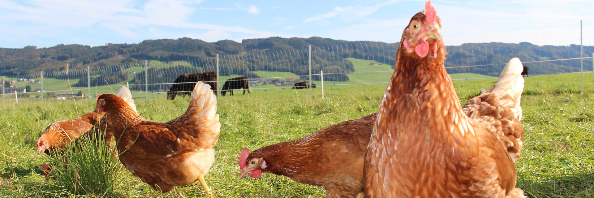 Free-range chickens in a field