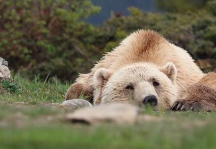 bear-laying-grass