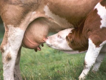calf drinking mother's milk