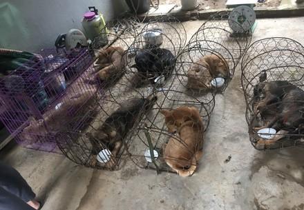 Honden bedoeld voor de vleeshandel in Vietnam in kleine kooien