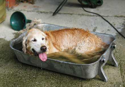 Hund kühlt sich in einer Wasserwanne ab