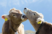 Calf cows showing tenderness