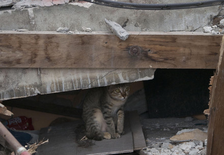 Cat in rubble after a disaster - Symbolic image from a previous mission undertaken by FOUR PAWS