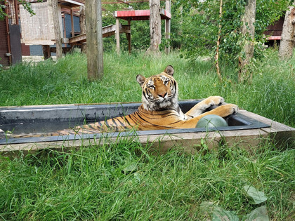 Tiger badet in FELIDA Großkatzenschutzzentrum