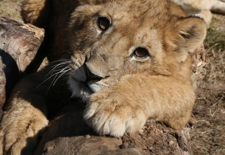 Lion cub at Lionsrock