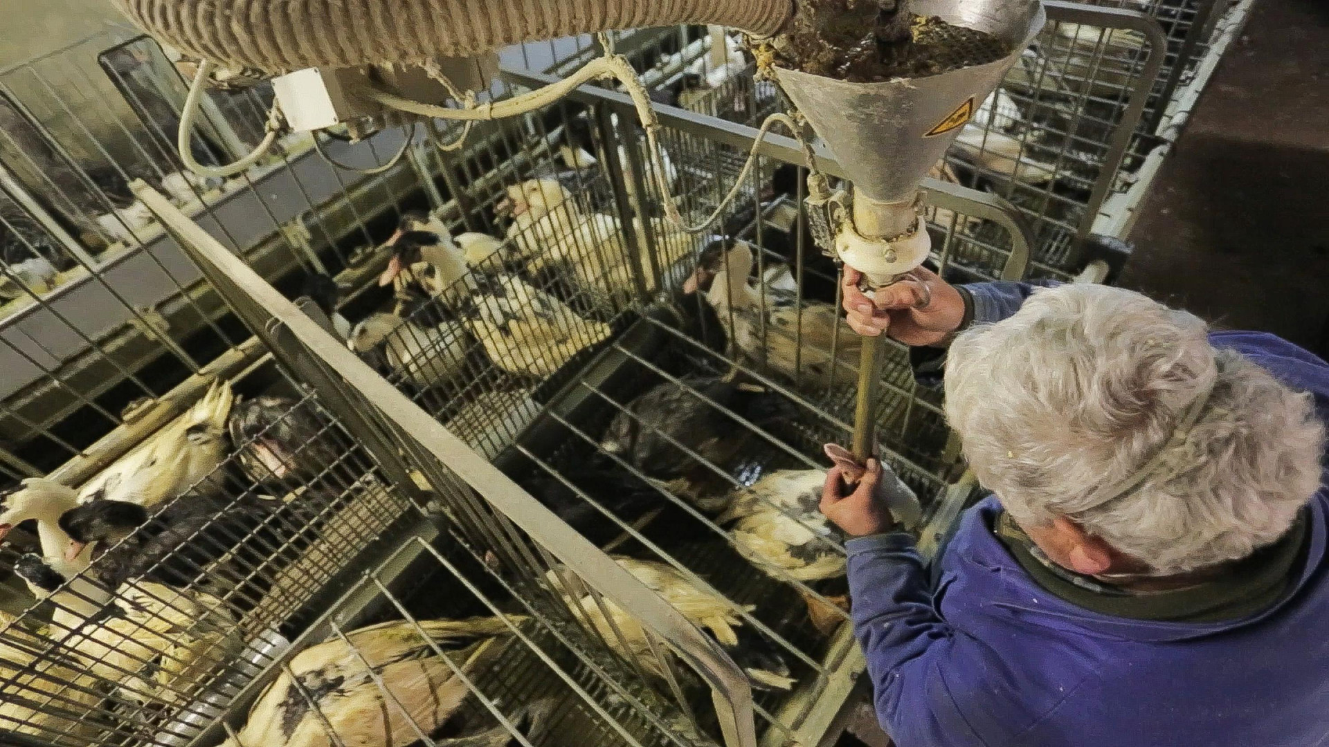 Les sombres coulisses de l'industrie du foie gras    