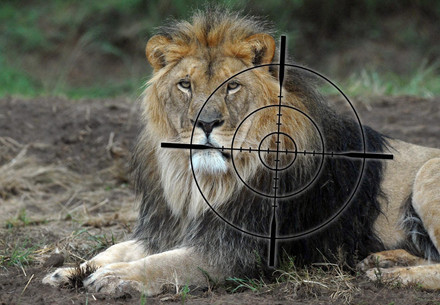 targeted lion
