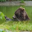 Braunbär Erich sitzt im Teich und frisst Nüsse von seiner Pfote
