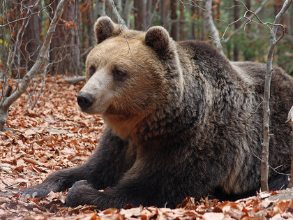 BEAR SANCTUARY Belitsa - Bear Bobby