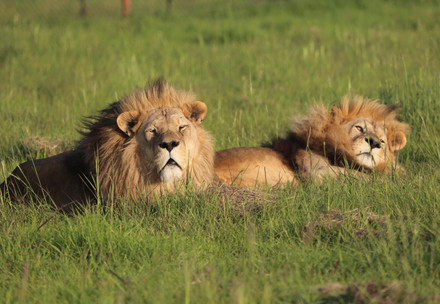 zwei Löwen liegen auf Gras