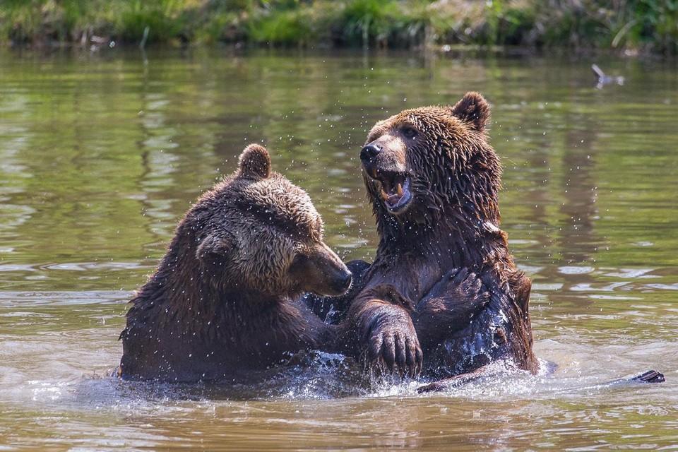bears Ben and Felix