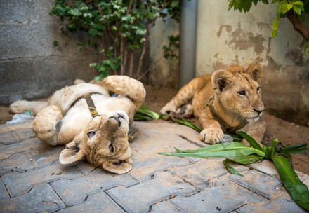 Two lion cubs lying on the ground