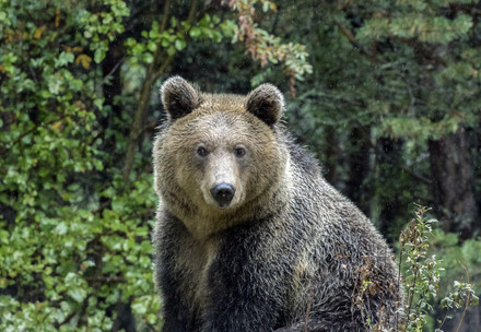 L’ours Riku à la Forêt des Ours de Belitsa