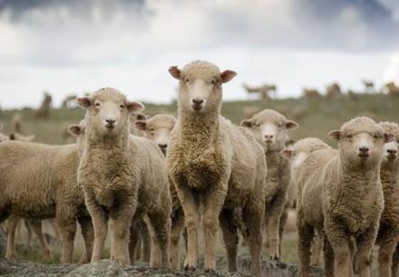 Animal Charity - Sheep looking at camera